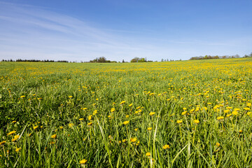 Vibrant Yellow Dandelion Flower Field Against Bright Blue Sky