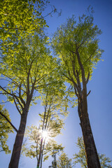 Fototapeta premium Majestic Beech Trees Reaching Towards a Bright Blue Sky