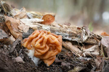 Gyromitra gigas mushroom in spring forest
