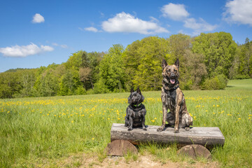 Portrait of amazing Schipperke and Dutch Shepherd dogs in amazing spring landscape