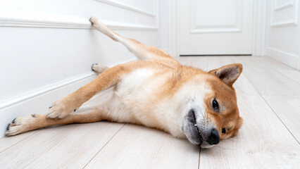 Siba's dog is adjacent to sleep on the floor