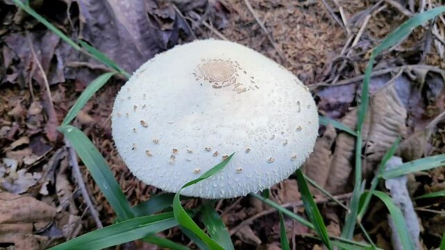 Chlorophyllum molybdites, commonly known as green-spored parasol, false parasol, green-spored lepiote and vomiter.