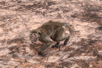 Angry urban macaque baring teeth on the city sidewalk - dangerous wildlife encounter in city environment