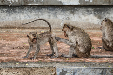 Mother macaque grooms her baby in urban Thailand - touching wildlife moment of maternal care in city nature