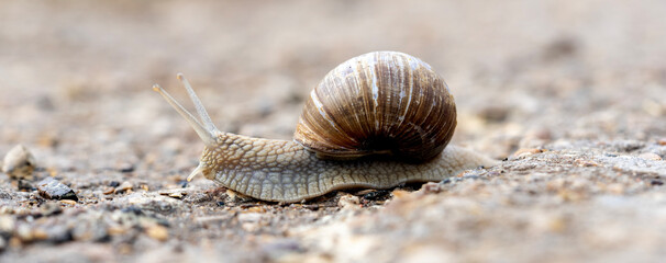 Snail or mucus on the forest path