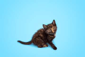 A cute fluffy kitten is playing and looking up at a blue background. Selective focus
