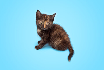 A cute fluffy kitten is playing and looking up at a blue background. Selective focus