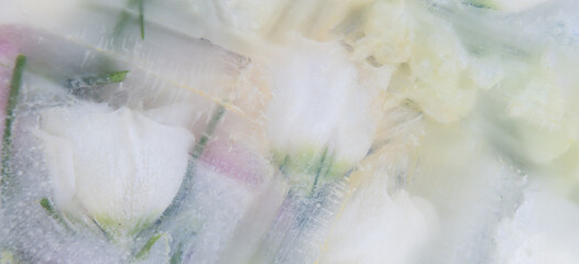 white and pink campanula flowers deep frozen in ice, water and milk creating a artistic abstract background