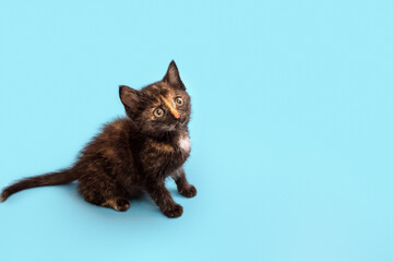 A cute fluffy kitten is playing and looking up at a blue background. Selective focus.