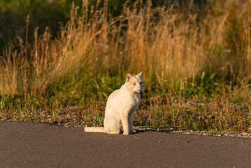 A white stray dirty old street cat walking on the lawn. Selective focus