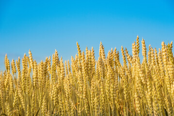 a field of ripe yellow wheat against a blue sky. Selective focus