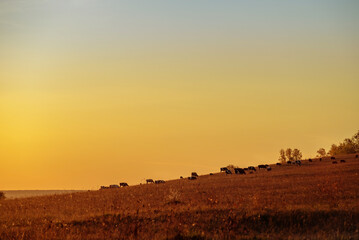 Cows graze on a hill during sunset in autumn. Orange colors, selective focus