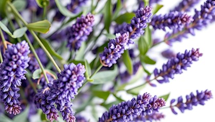 Lavender Blossoms Close-Up