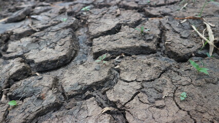 Cracked Earth: The raw texture of parched earth, a stark reminder of drought, with deep fissures etched across the surface.