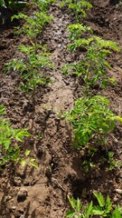 Spring tomato planting time. Small tomato plants. Vertical format.