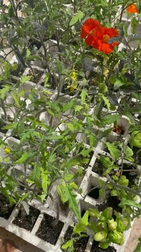 Preparing to plant in the garden. Tomato seedbed. Vertical video