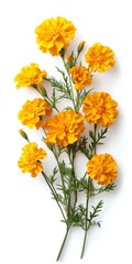 Obraz premium Vibrant Yellow Marigold Bouquet on White Background