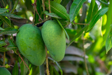 Mango green from the mango tree. Green mangoes hanging on Branch