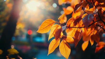 Fototapeta premium Closeup of orange leaves on a branch with sunlight shining through. Autumnal foliage in the park with warm colors and blurry background.