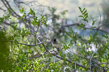Bulbul du Cap en Namibie