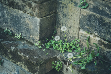 Dandelions and lush greenery thrive on ancient stone steps, capturing natures resilience in urban...