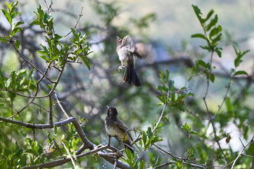 Bulbul du Cap en Namibie