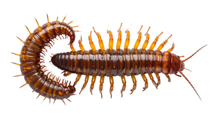 Detailed top view of two centipedes with elongated bodies and legs, cleanly isolated on white Png