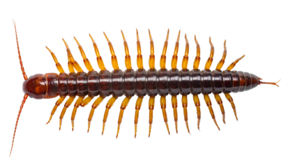 Overhead view of a centipede with extended legs and segmented body, isolated on solid white
