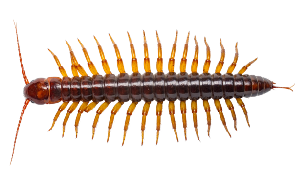 Overhead view of a centipede with extended legs and segmented body, isolated on solid white