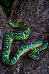 Wagler pit viper on a tree branch