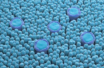 Taste buds - isometric view 3d illustration