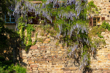 Wisteria blooms cascade over a rustic stone wall in an idyllic garden setting during early spring