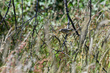 Passereau à l'affût