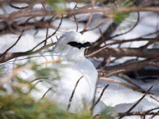お昼寝中のオスの雷鳥　冬毛