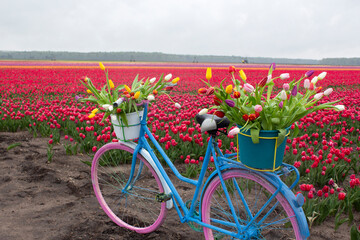 Fototapeta premium A colourful bicycle is parked in a field of blooming tulips. A bouquet of beautiful tulips lies in a basket on the bike rack.
