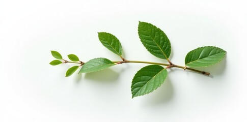 Fototapeta premium Flat lay of a branch with leaves on white background, botanical, single