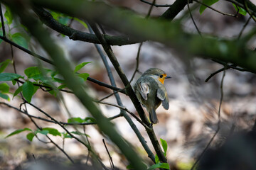 Robin in a Forest Scene The Charm of Wildlife