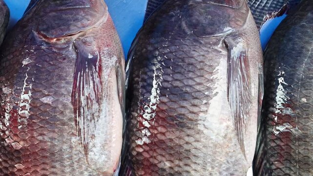 Close-Up of Fish Scales and Texture