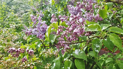 Blooming lilac bush in the snow. Sudden snowfall in May. Paradox of climate.