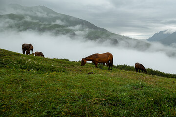 Horses Grazing on Mountain with Mist and Greenery