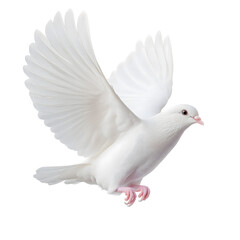 Obraz premium White Dove freedom Wings of Liberty sides are flying isolated on white background. This has clipping path. AI Generated Images