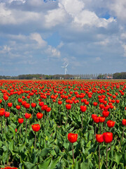 Vibrant tulip fields bloom in the Netherlands under a stunning blue sky