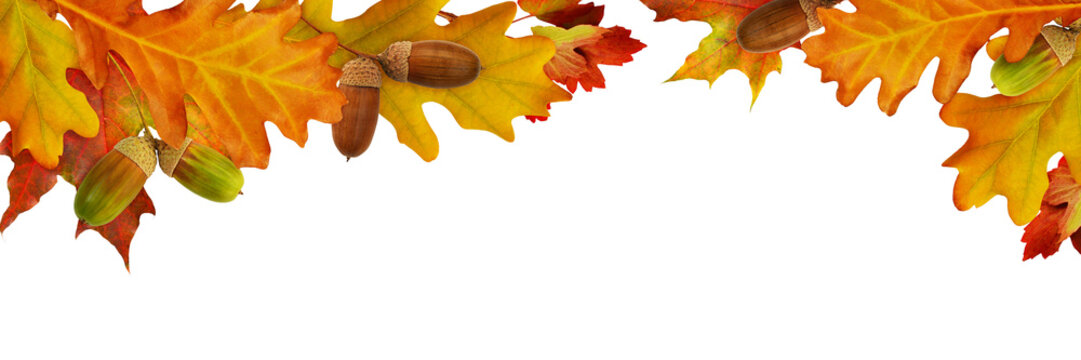 Red autumn leaves and acorns in a top border arrangement isolated on white or transparent background.