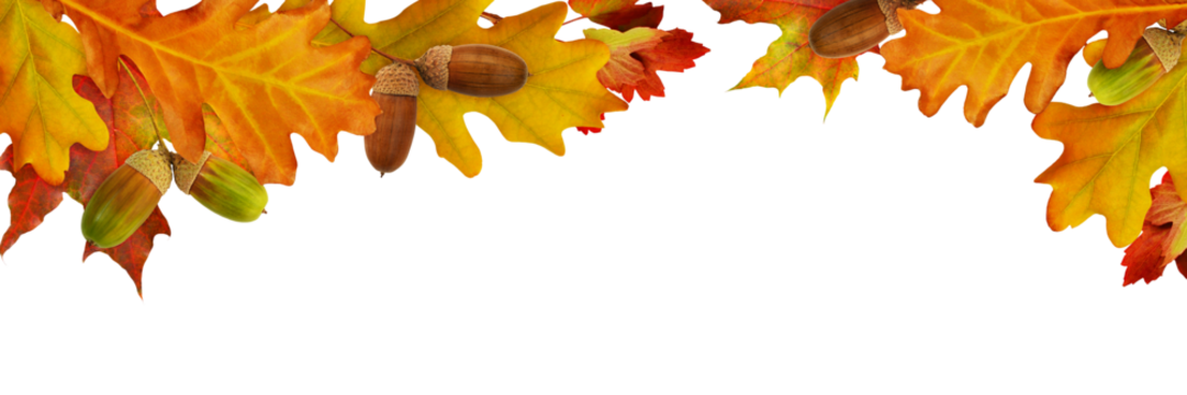 Red autumn leaves and acorns in a top border arrangement isolated on white or transparent background.