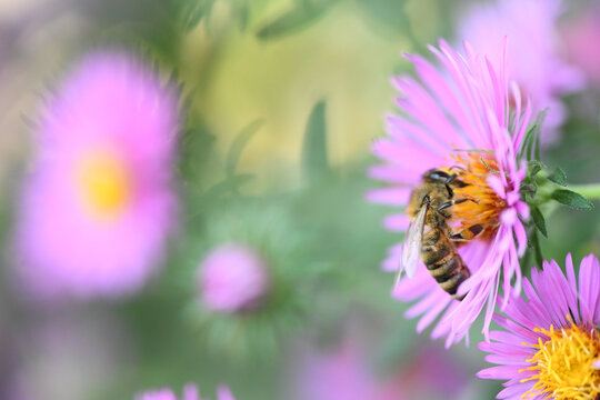 Perennial aster. Bee (lat. Anthophila) collects nectar and pollen from flowers of perennial aster.