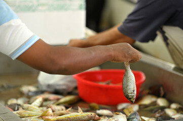 A fisherman holds fresh fish for sale
