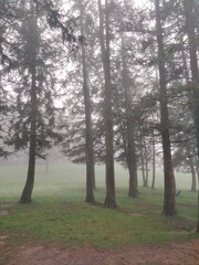 morning in the forest