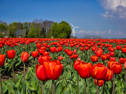Vibrant red tulip fields under a blue sky in the Netherlands