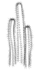 A cactus with spines is shown in black and white. The spines are very long and pointy, and the cactus is tall and thin. The image has a somewhat eerie and mysterious feel to it
