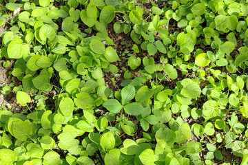 In spring in the wild forest violet (Viola odorata).